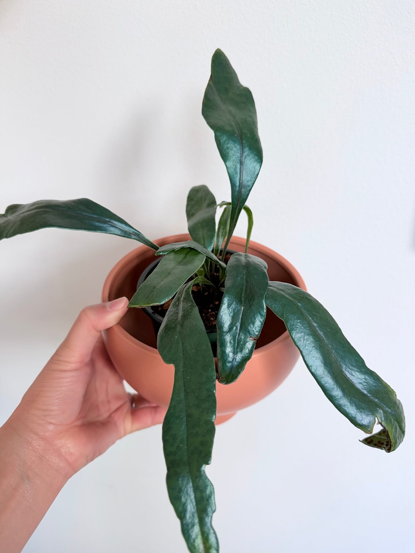 Blue Oil Fern - 4" pot