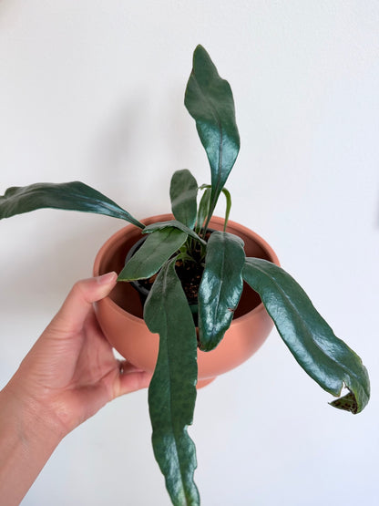 Blue Oil Fern - 4" pot