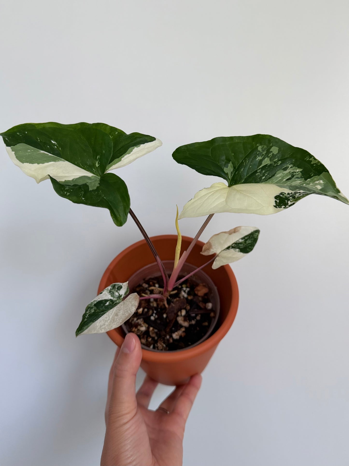 4" Albo Variegated Syngonium podophyllum