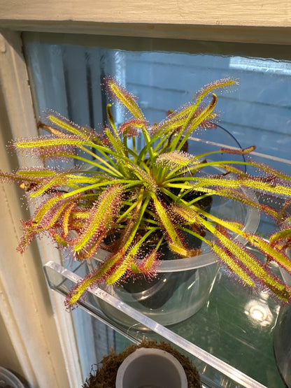 Baby cape sundew carnivorous plant 2” pot