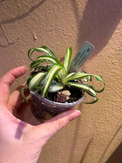 chlorophytum comosum variegatum “spider plant”
