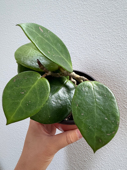 4” Hoya cv. Sweet Scent