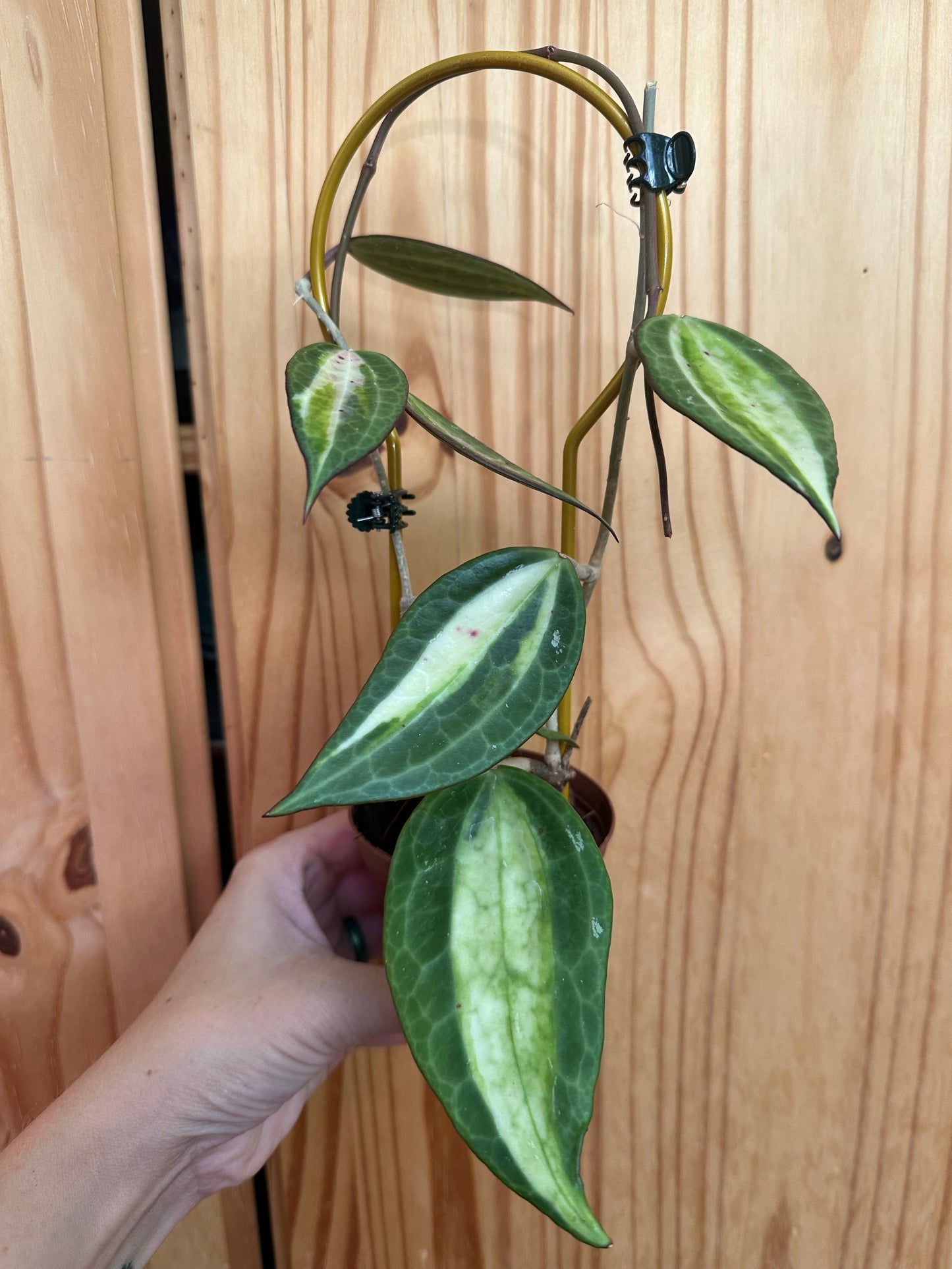 Hoya macrophylla inner variegated “pot of gold”