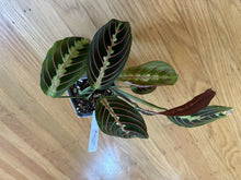 Load image into Gallery viewer, Maranta leuconeura &quot;Red Maranta&quot;
