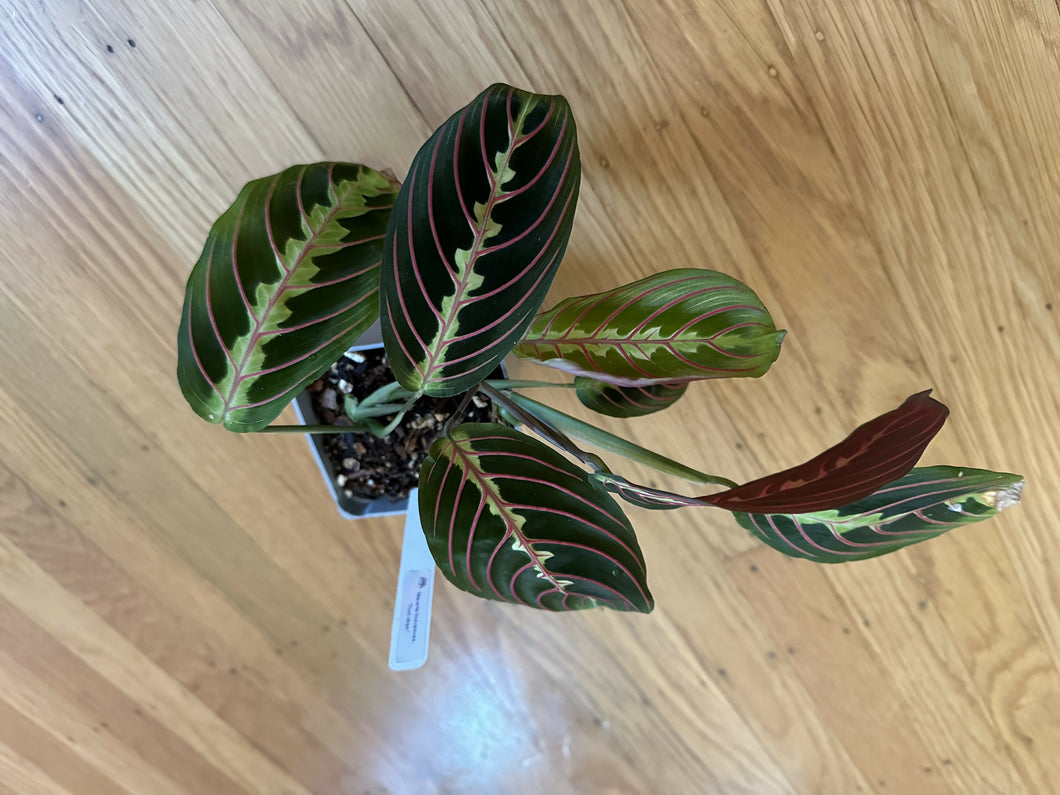 Maranta leuconeura 