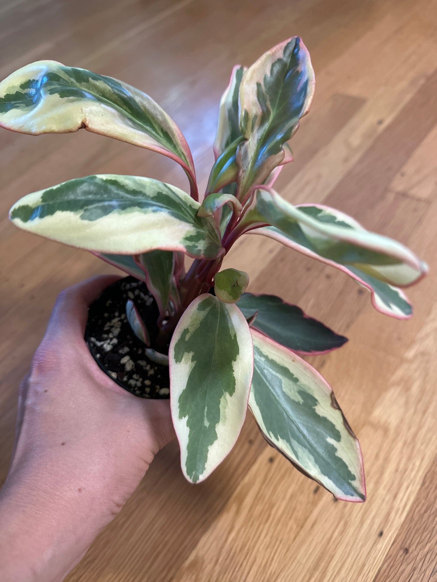 Peperomia clusiifolia “Ginny”