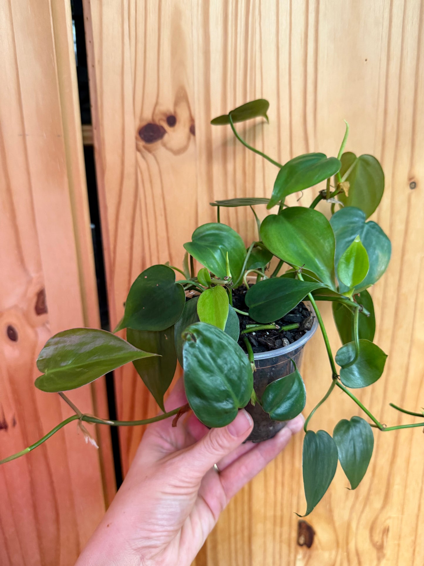Philodendron Hederaceum 'Heartleaf'