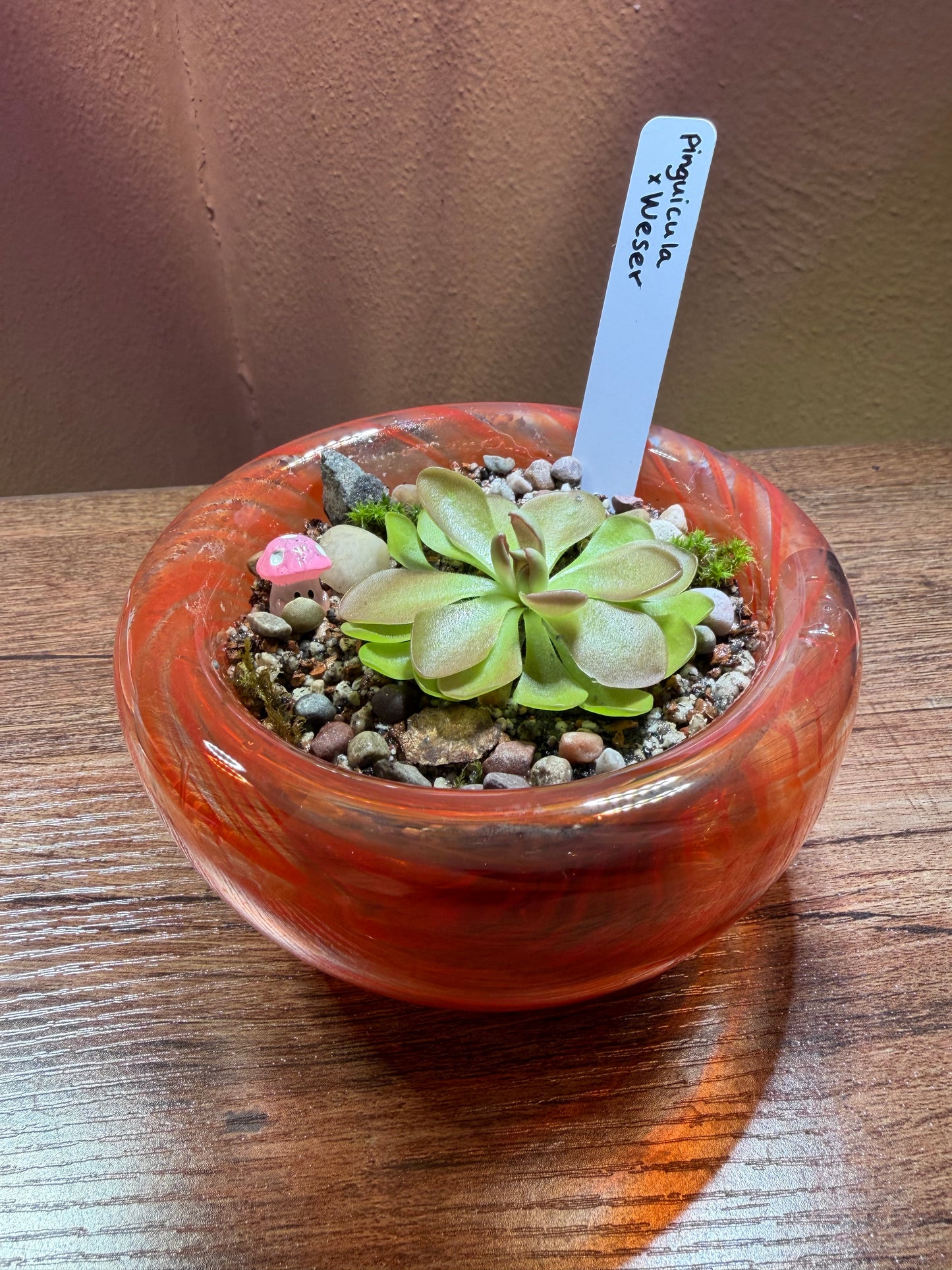Mini “pingdom” Pinguicula xWeser
