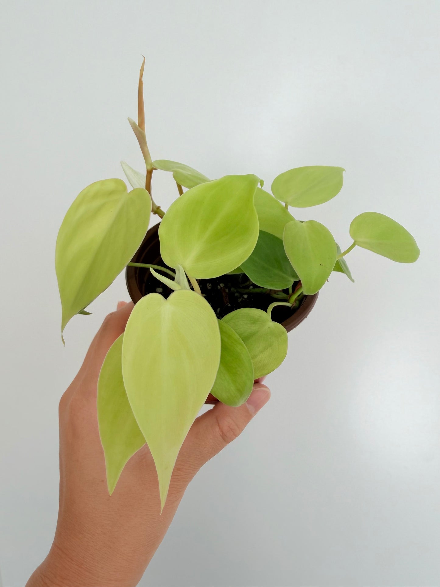 3.5” Lemon Lime Philodendron hederaceum (Heart-Leaf Philodendron)