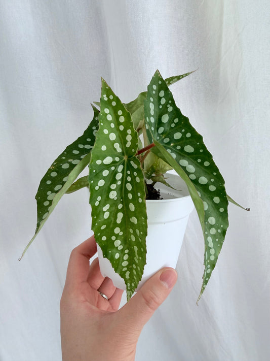 Angel Wing Begonia 'My Special Angel'