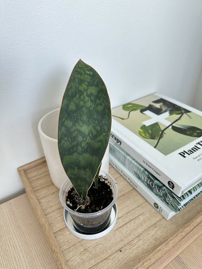 'Whale Fin' Snake Plant (Sansevieria Masoniana) - Grower's Choice