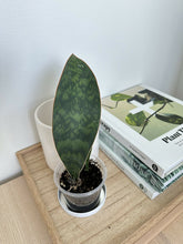 Load image into Gallery viewer, Dracaena Masoniana &#39;Whale Fin&#39; Snake Plant - 3&quot; Grow Pot
