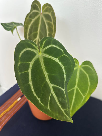 Anthurium Caycee x SKG Grey