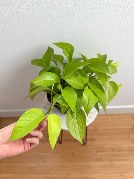 4” Neon Pothos (Epipremnum aureum)