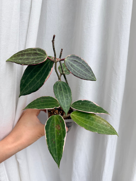 Hoya Latifolia Albomarginata