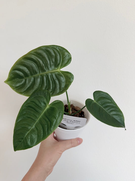 Anthurium veitchii (King Anthurium) - 4”