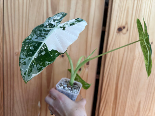 alocasia frydek variegated