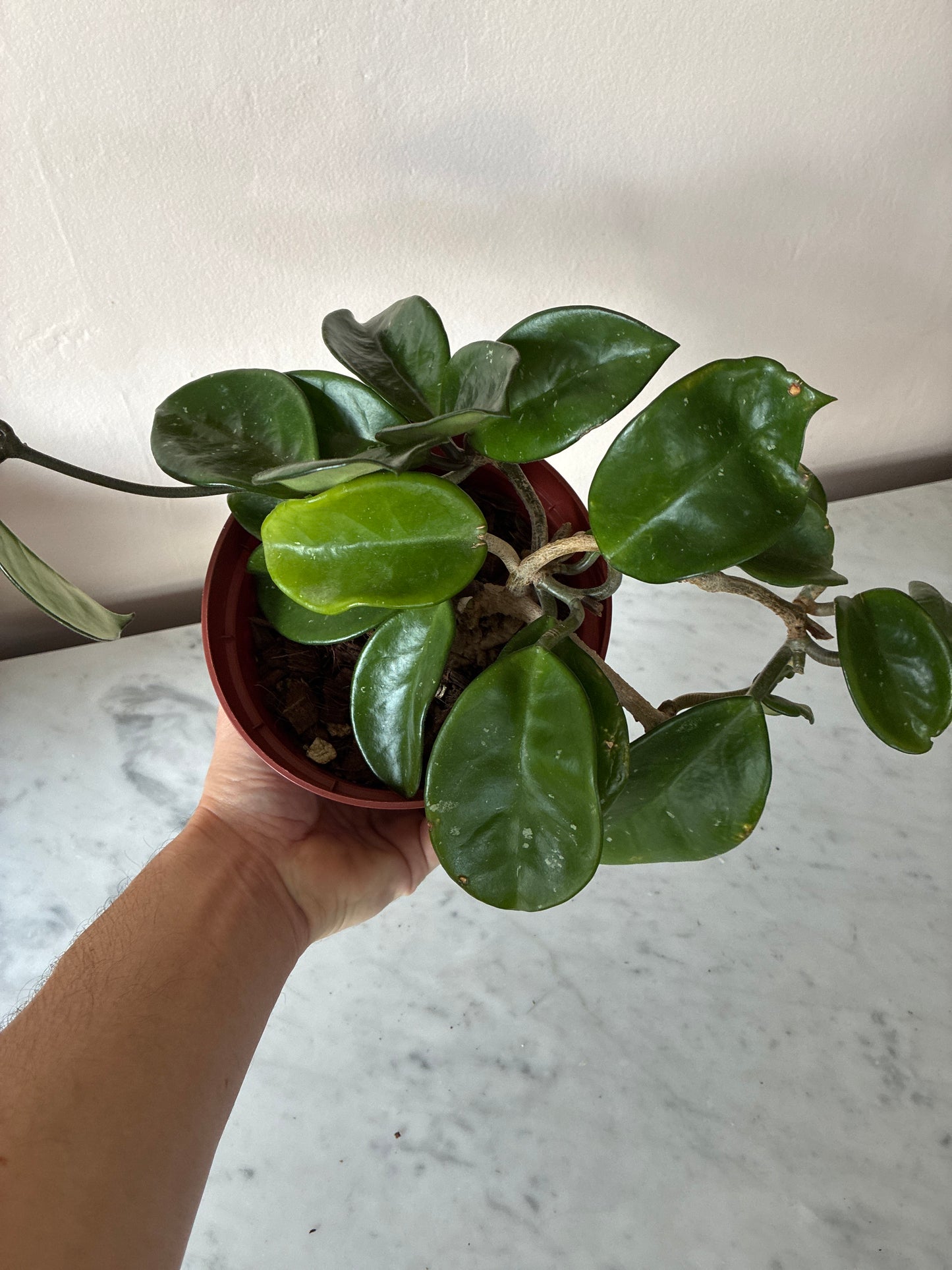 Hoya Carnosa Splash