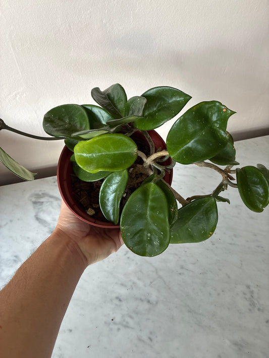 Hoya Carnosa Splash