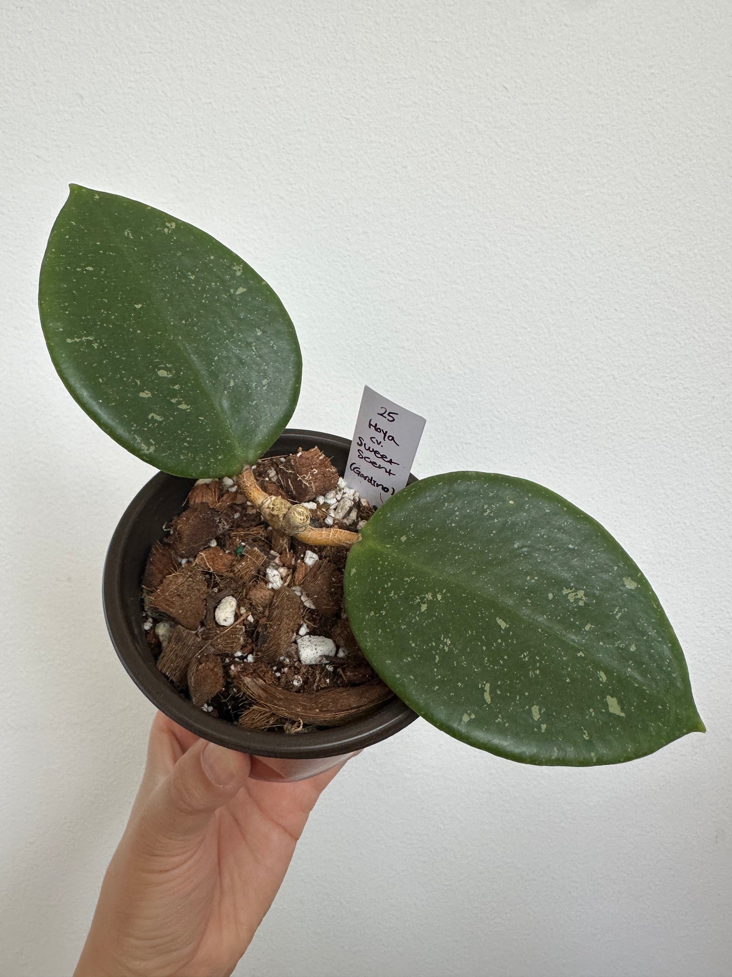 Hoya cv. Sweet Scent