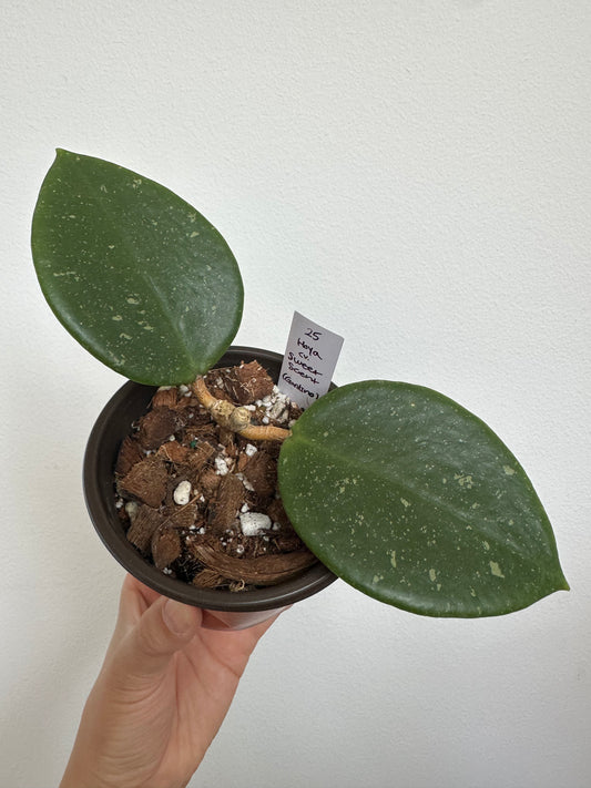 Hoya cv. Sweet Scent
