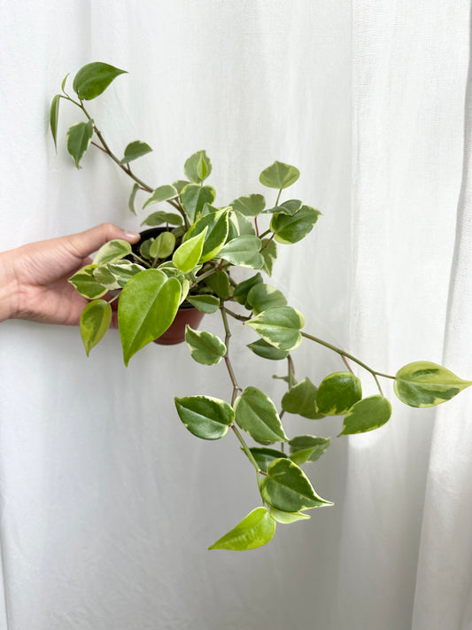 4" Peperomia 'Nitida' (Vining & Trailing Peperomia)