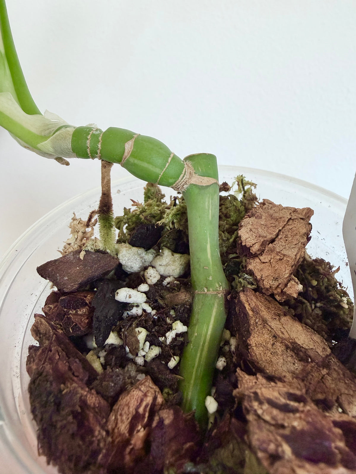 Rhaphidophora Tetrasperma Albo - 4" - Revert