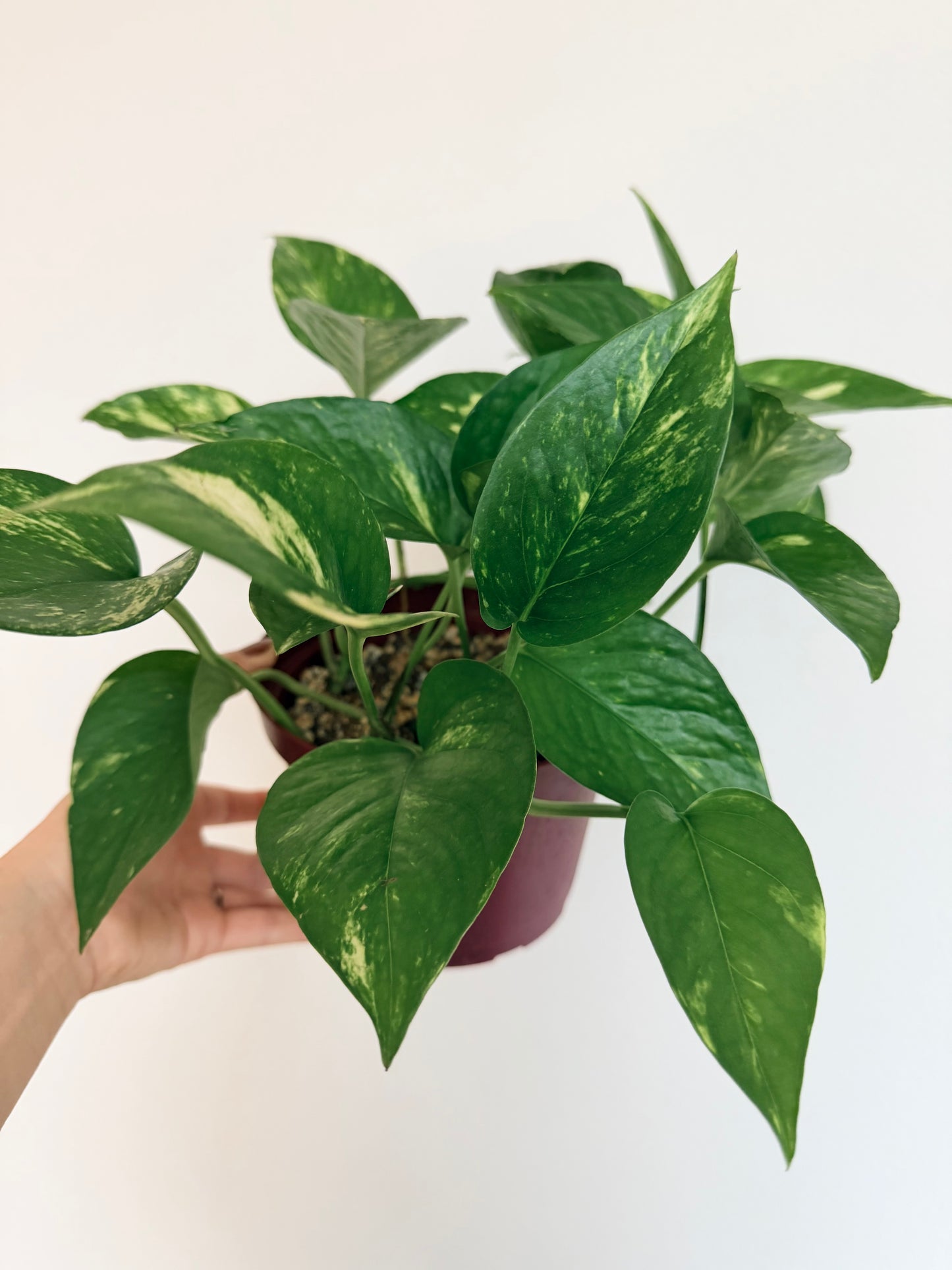 Epipremnum aureum (Golden Pothos) - 6" Pot