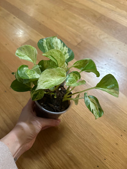 Epipremnum aureum 'Manjula' pothos