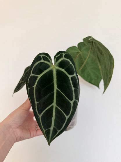 Anthurium - Batch 54