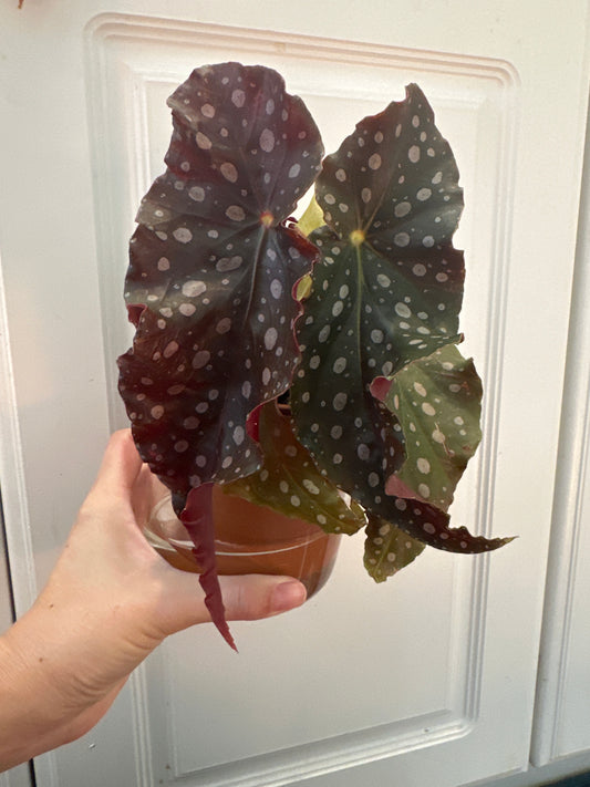 Begonia “Donna” (with self-watering pot)