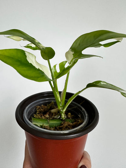 Rhaphidophora tetrasperma albo - 4" pot