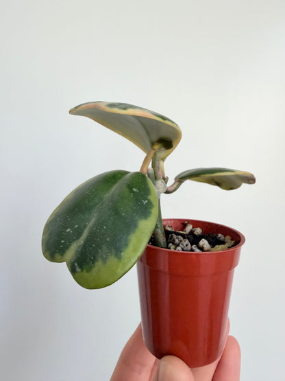 2” Hoya Kerii - Outer Variegated