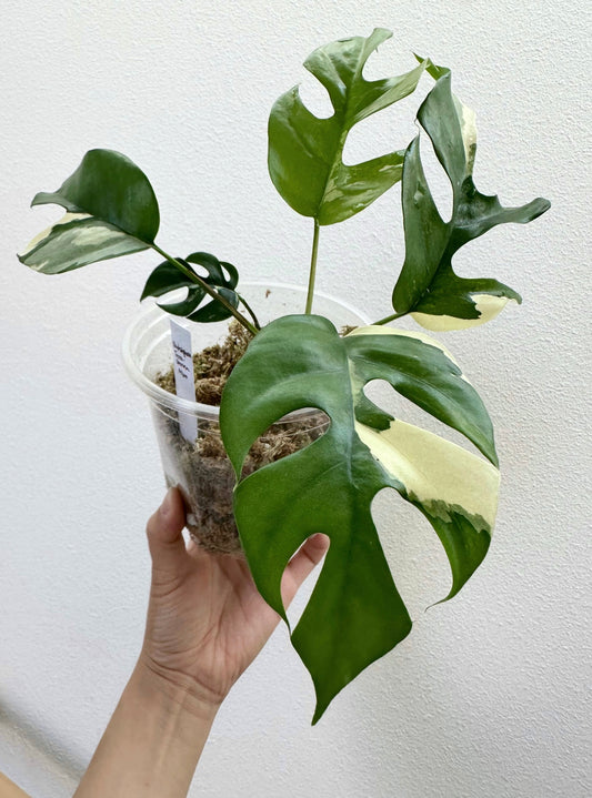 Rhaphidophora tetrasperma albo - 6"