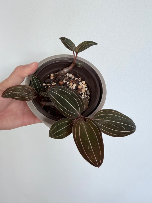 Jewel Orchid (Ludisia discolor) - 4"