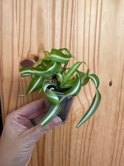 chlorophytum comosum variegatum “spider plant”