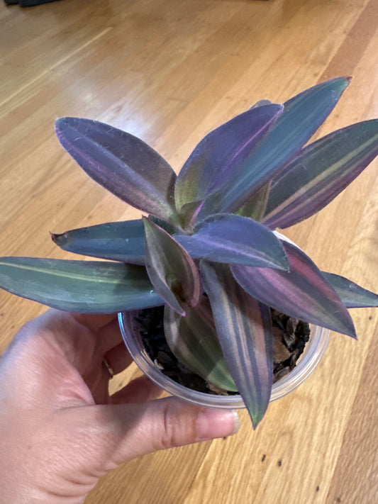 Tradescantia pallida 'variegata'