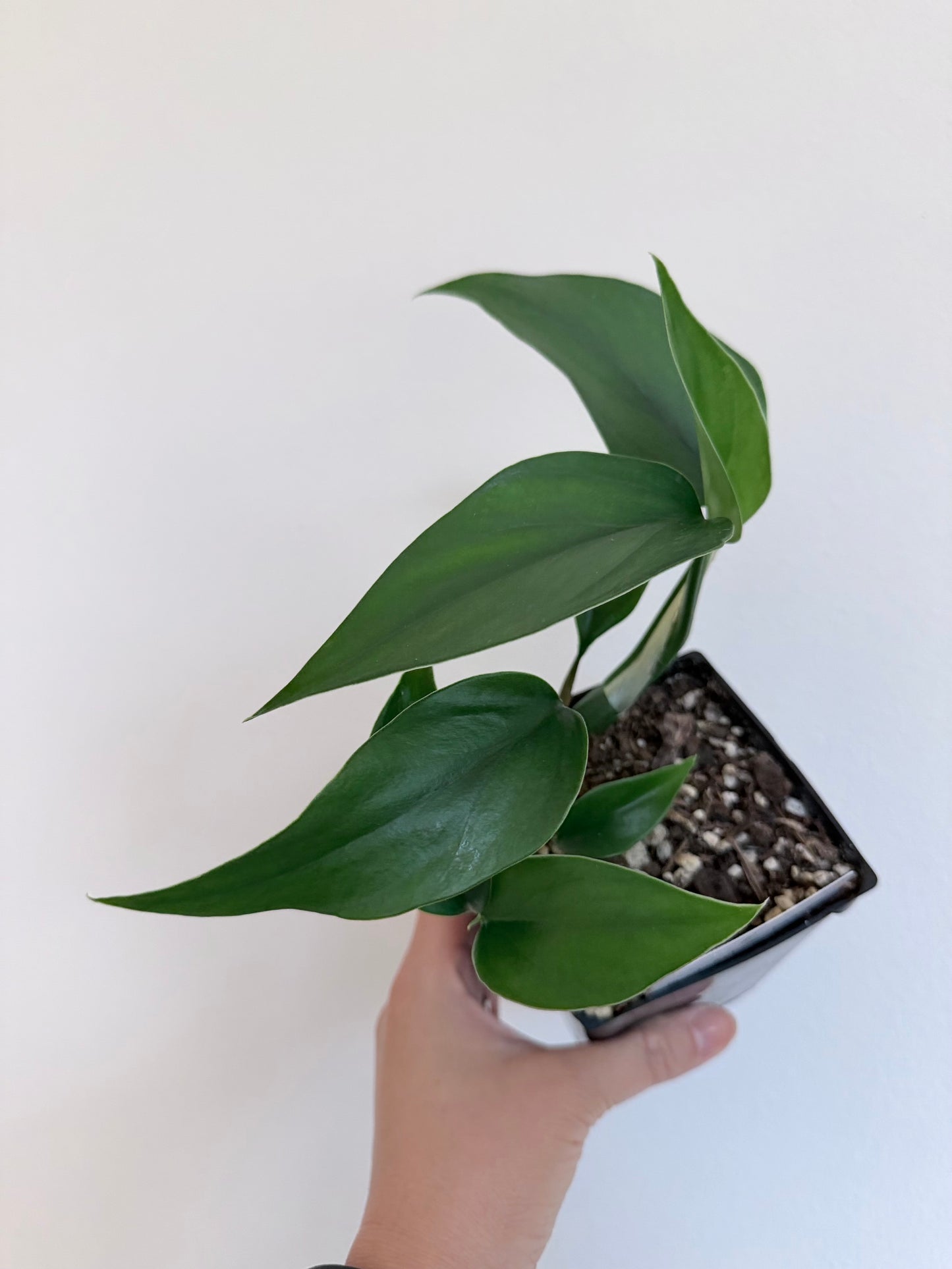 Rhaphidophora pertusa - 4" pot