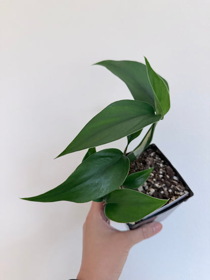 Rhaphidophora pertusa - 4" pot