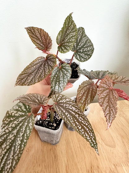 Begonia 'Pink Spot'