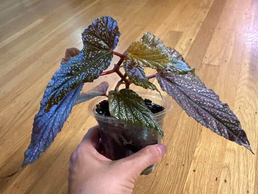 Begonia maculata 'Pink Spot'