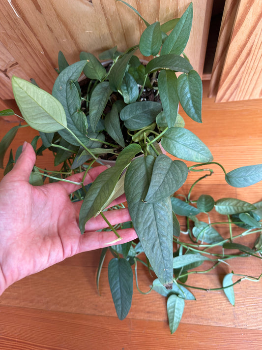 epipremnum pinnatum ‘cebu blue’ pothos