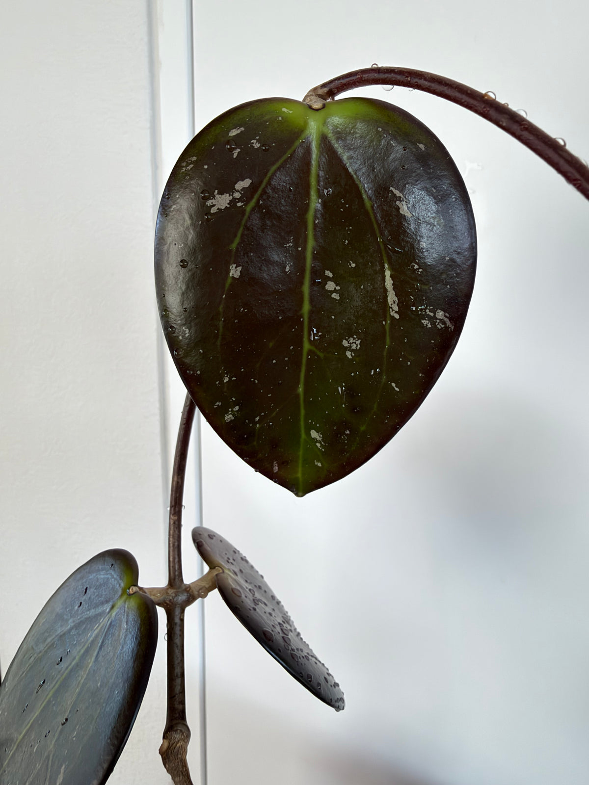 Hoya AH Battleground (very thick, dark leaves)