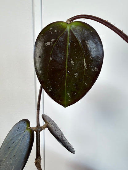 Hoya AH Battleground (very thick, dark leaves)