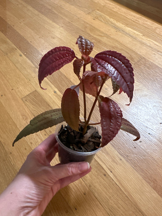 Pilea grandifolia 'Coral'