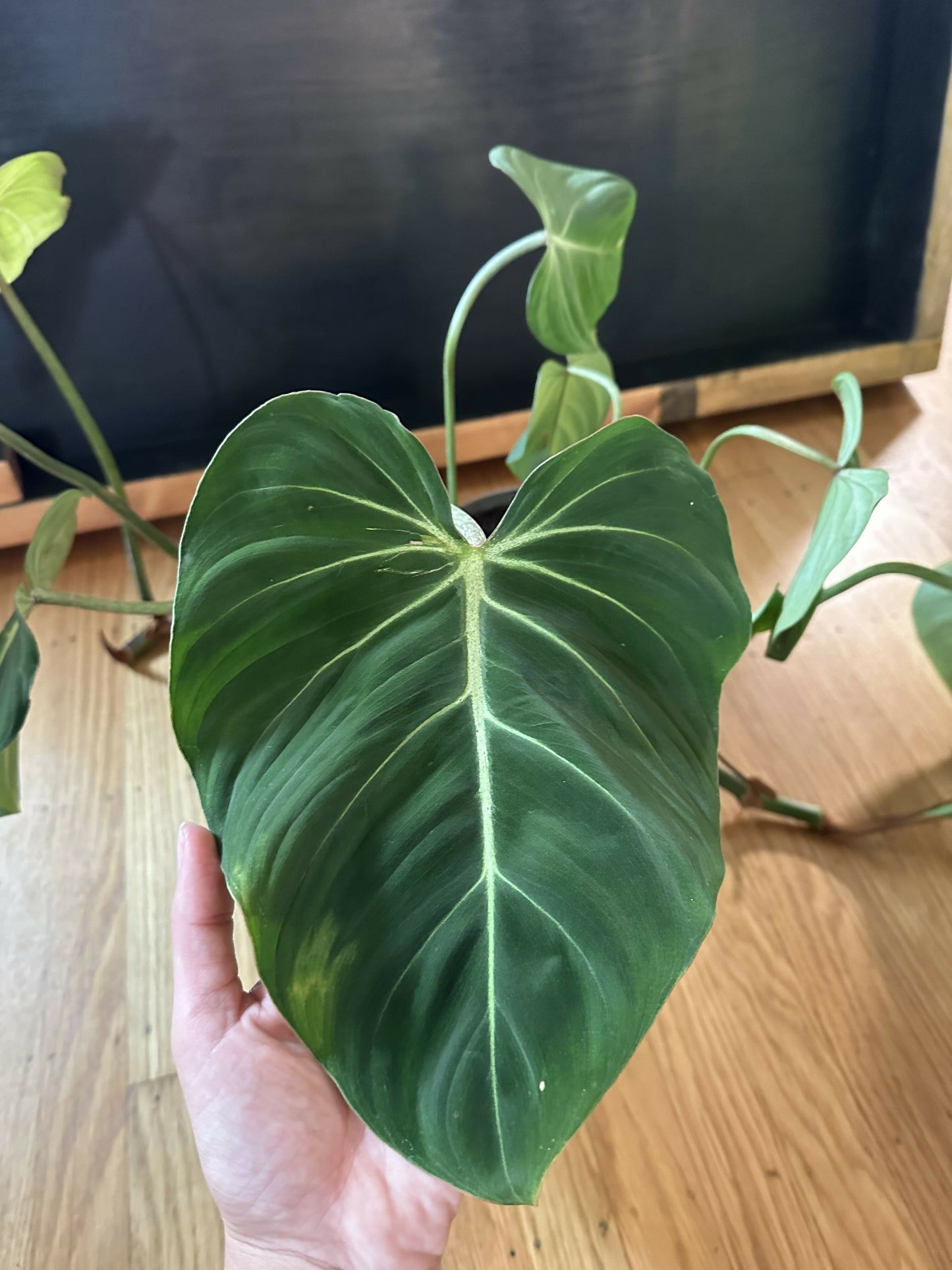 Monstera Gloriosum (HUGE plant)