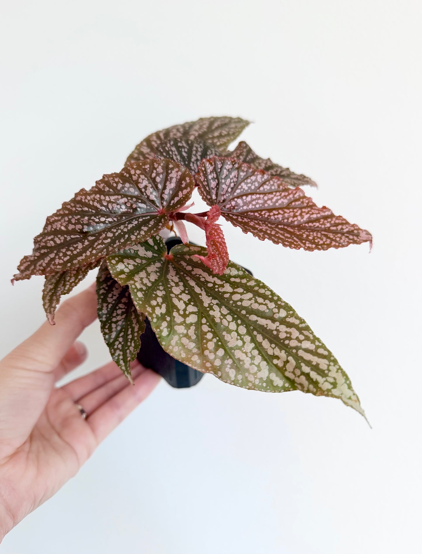 Begonia 'Pink Spot'