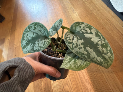 Scindapsus pictus 'Exotica'