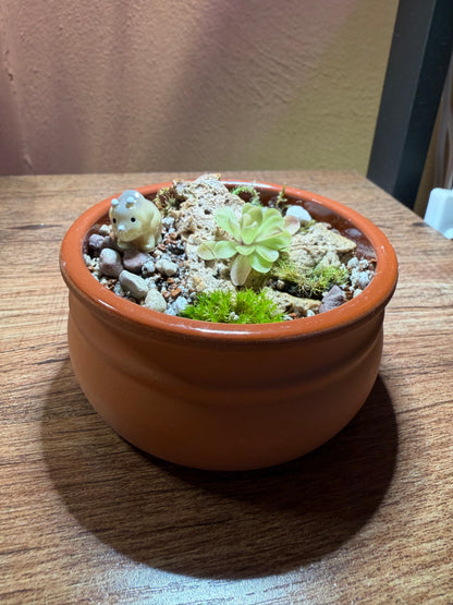 Mini “pingdom” Pinguicula xWeser