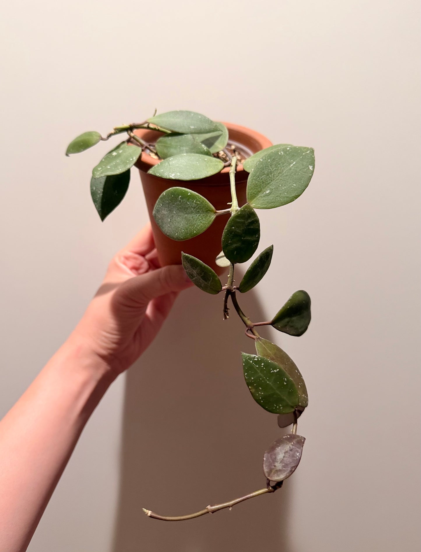 3” Hoya Walliniana UT-152